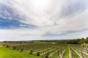 traverse city vineyard