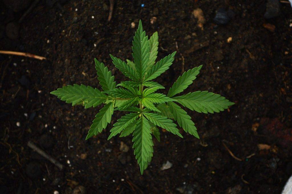 Marijuana grow op