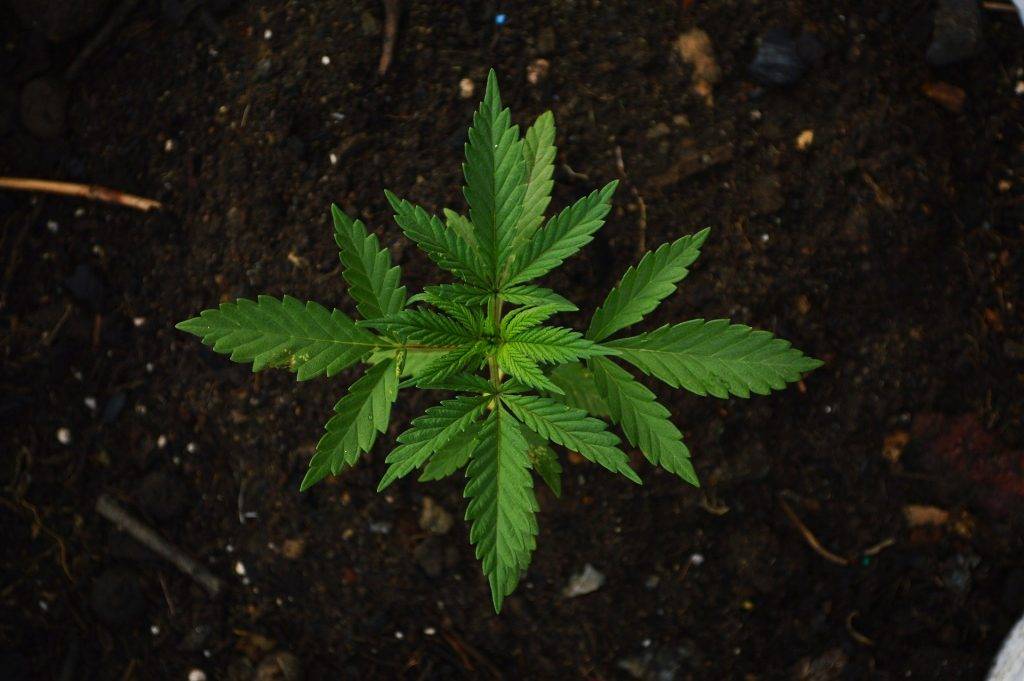 young cannabis plant