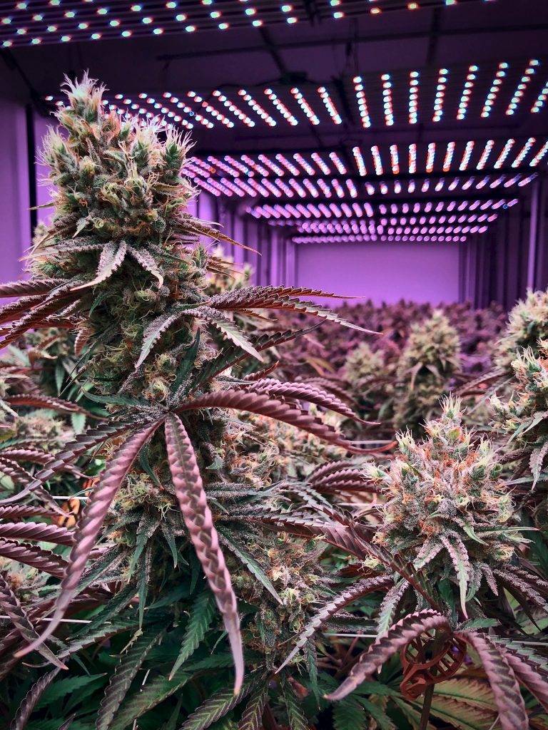 Commercial marijuana grow operations