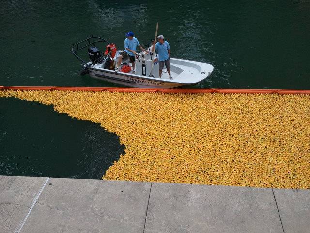 People on a boat corral rubber ducks in a river 