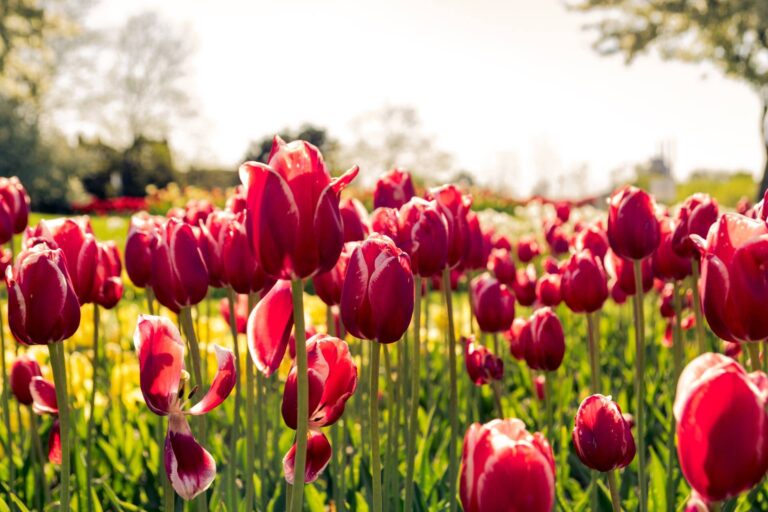 Pink tulips in a field on a sunny day